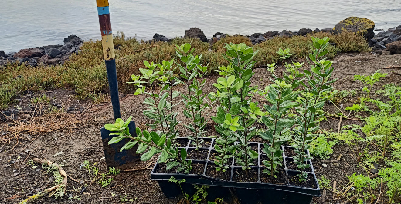 planting